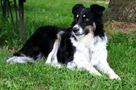 English Shepherd Puppy, Best Farm Dogs, Welsh Sheepdog, Country Homestead, English Shepherd, Best Dogs For Families, Shepherd Dog Breeds, Farm Dogs, Bearded Collie