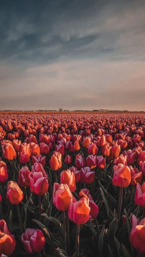 Tulip Field Wallpaper, Wallpaper Sunset, Tulip Field, Field Wallpaper, Sunset Sunrise, Wallpaper Aesthetic, The Sky, Pink Flowers, Tulips