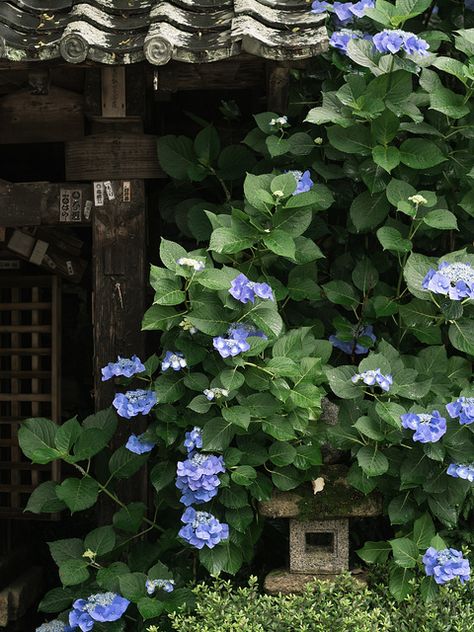 Japanese Hydrangea, Hydrangea Photography, Garden Hydrangea, Hydrangea Garden, Flower Meanings, Japon Illustration, Japan Aesthetic, Garden Pictures, Garden Pathway