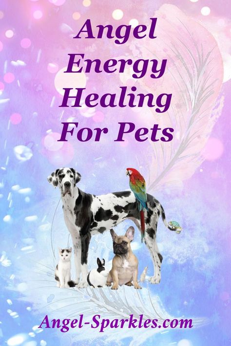 Help your beloved pet feel better with angelic healing eneriges. Manifestation 2024, Pet Healing, Arch Angels, Switch Word, Angel Therapy, Holistic Pet Care, Animal Reiki, Healing Session, Angel Energy