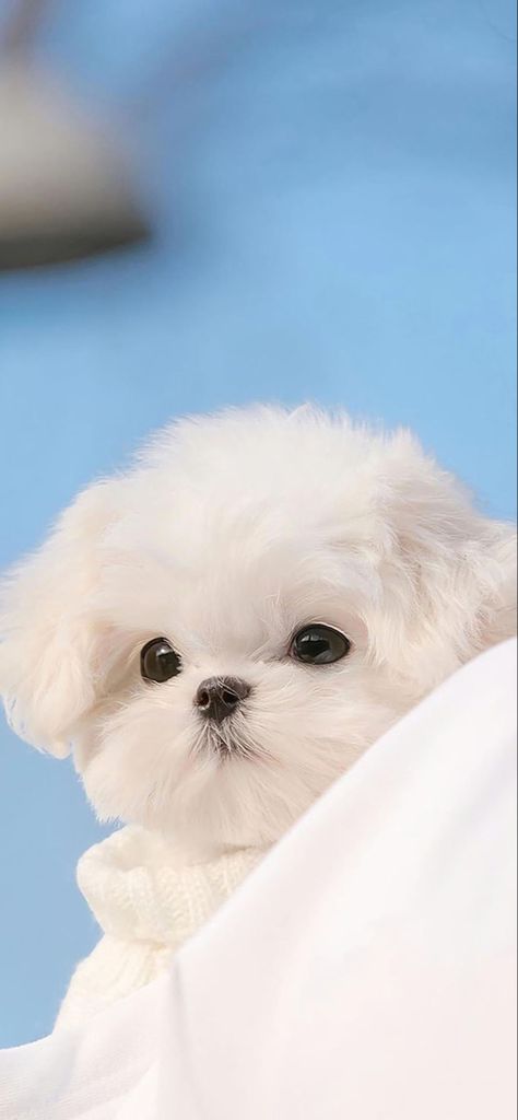 Cute Dogs Wallpaper Iphone, Dog Wallpaper Iphone, Cute Puppy Wallpaper, Cute Dog Wallpaper, Puppy Wallpaper, Really Cute Dogs, Cute Dog Pictures, Fluffy Dogs, Dog Wallpaper