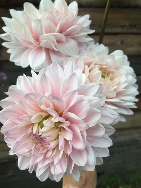 Silver Years Dahlia, Dahlia Silver Years, Daliah Flower, Blush Dahlia, Pink Dahlia Flower, Pink Dahlia, Lily Bulbs, Pink Garden, Dahlia Flower