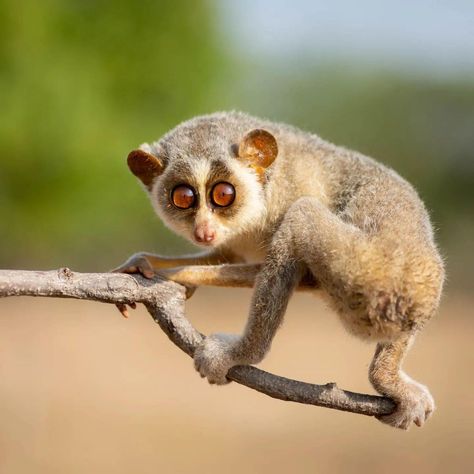 Slender Loris, Cool Animals, Slow Loris, Bbc Earth, Midnight Snack, Animals Photography, Nocturnal Animals, Unusual Animals, Animal Sketches