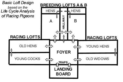 Loft Construction and Design | Pigeon Racing and Racing Pigeons ... Loft Construction, Pigeon Pie, Racing Pigeon Lofts, Pigeon Loft Design, Loft Plans, Pigeon Racing, Loft Designs, Homing Pigeons, Pigeon Loft