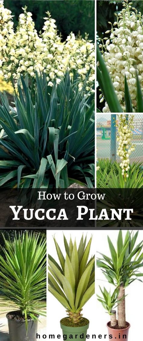 Yucca plants Caring: Why Do People Think Yucca Plant is a Good Idea? Yucca Plant Indoor, Yucca Plant Care, Yucca Tree, Snake Plant Care, Yucca Plant, Perennial Shrubs, Plant Ideas, Air Purifying Plants, Plant Combinations