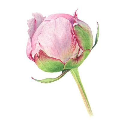 Peony Bud, Flower Drawing Tutorials, Watercolor Spring, Peony Painting, Flower Art Drawing, Watercolor Projects, Flower Watercolor, Cow Painting, Watercolor Flower Art