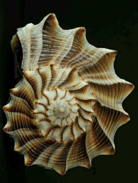 Seashell Close Up, Shell Close Up, Spiral In Nature, Spiral Photography, Shell Spiral, Spiral Seashell, Spirals In Nature, Seashells Photography, Seashell Pattern