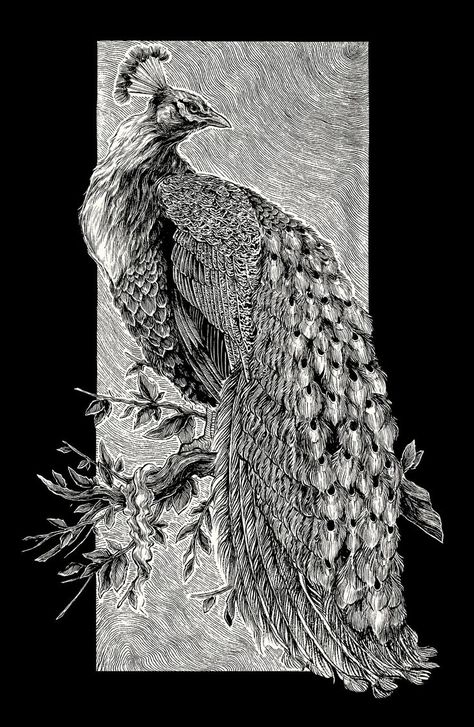 Black Ink Art, Pen Art Work, Scratchboard Art, Art Nouveau Illustration, Pencil Sketch Images, Animal Pen, Pen Art Drawings, Dark Art Drawings, Art Dark