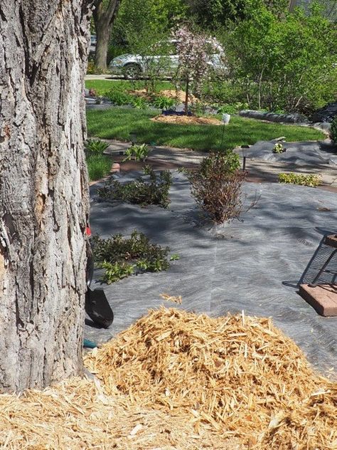 Don't lay landscaping fabric on the ground then apply mulch on top of it. | Renegade Gardener Natural Mulch Landscaping, Mulch Under Deck, Cedar Mulch, Cedar Mulch Landscaping, Mulch Backyard, Rock And Mulch Landscaping, Mulch Bed Around Tree, Landscape Fabric How To Lay, Cardboard Under Mulch