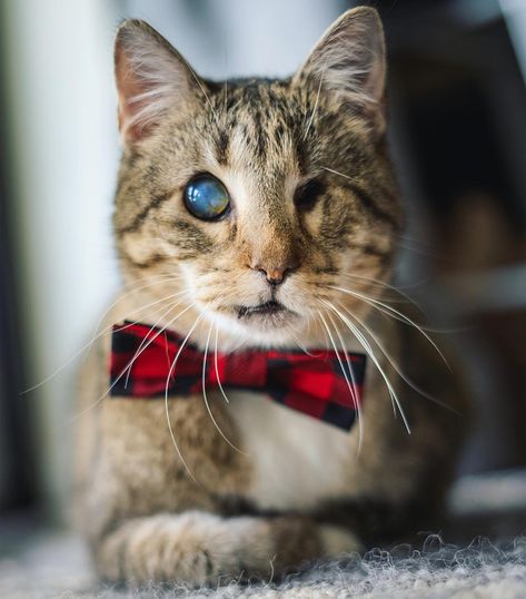 Meet The Handsome One-eyed Blind Cat Who Found A Great Home After Being Abandoned As A Kitten Cats With Captions, Blind Cat, Cockatiel Bird, Animales Cute, One Eyed Cat, Cats Quotes, Being Abandoned, Group Of Cats, Wallpaper Cats