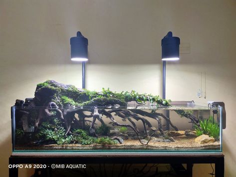 MIB AQUATIC Aquatic Garden, Aquascaping, Plants, Quick Saves