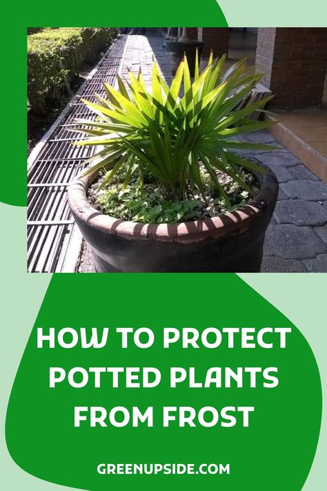 One of the best ways to protect potted plants from frost is to provide insulation with cloches, row covers, water bottles, and straw bales. Choosing the right container and the right location will also protect potted plants from frost. Finally, choosing cold-hardy plants will make it much more lik… Covering Plants For Freeze, Protect Plants From Frost, Protecting Plants From Frost, Frost Protection For Plants, Types Of Mulch, Porch Plants, Outside Plants, Hardy Plants, Plastic Pots