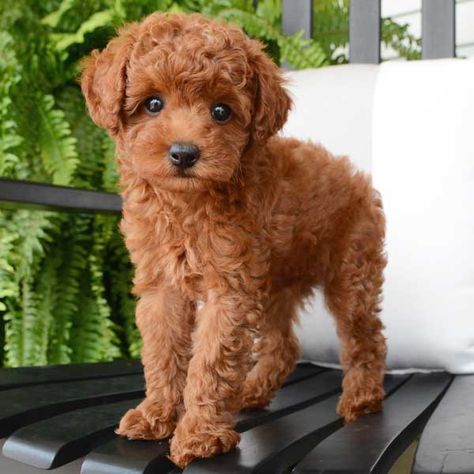 Toy Poodles Full Grown, Toy Puddle Puppies, Toy Poodle Full Grown, Mini Toy Poodle, Puddle Dog, Brown Toy Poodle, Red Toy Poodle, Toy Poodle Haircut, Toy Puppies For Sale