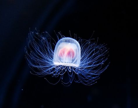 Immortal Jellyfish, Deep Sea Jellyfish, Sea Jellies, Fun Facts About Animals, Unusual Facts, Deep Sea Creatures, Animal Facts, African Elephant, Living Forever