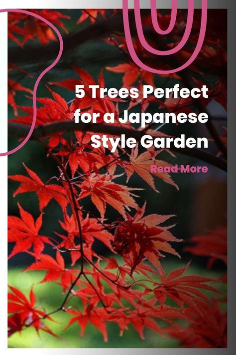 Explore the timeless allure of Japanese Maple, Cherry Blossom, Pine, Plum Yew, and Bamboo trees as they come together harmoniously to transform your garden into a serene sanctuary. Unleash the unique beauty and tranquility of a Japanese-inspired landscape in your own backyard. Japanese Maple Tree Garden, Plum Yew, Japanese Maple Tree Landscape, Maple Tree Landscape, Japanese Maple Garden, Japanese Inspired Garden, Japanese Black Pine, Beautiful Japanese Gardens, Japanese Style Garden