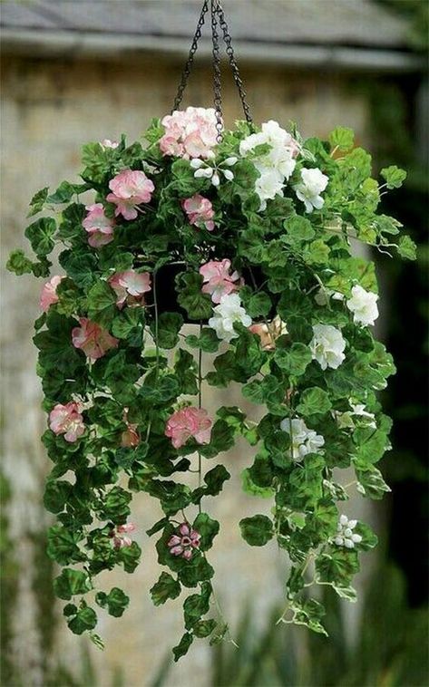 hanging plants, indoor plants, outdoor plants Pink Geranium, Flowers Hanging, Plants Ideas, Hanging Flower Baskets, Hanging Plants Indoor, Plants For Hanging Baskets, Have Inspiration, Garden Containers, Hanging Flowers