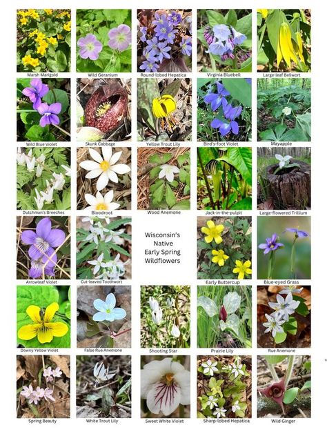 Native Plants of Wisconsin | With help from Carla Wells, I put together this poster of early spring native wildflowers | Facebook Wisconsin Wildflowers, Habitat Garden, Greenhouse Plants, Outdoor Living Decor, Plant Identification, Terrarium Plants, Edible Plants, Spring Blooms, Early Spring