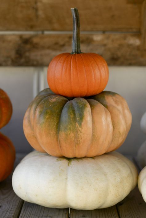 pumpkin stack 3 Stacked Pumpkins, Stacked Pumpkins Painting, Pumpkin Stacks, Watercolor Pumpkins Autumn, Stacking Pumpkins, Pumpkin Porch Decor, Objects To Paint, Pumpkin Patch Business, Jean Flowers