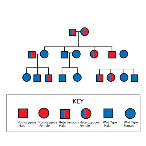 File:Autosomal Recessive Pedigree Chart .svg Biology Portfolio, Study Diagrams, Zoology Notes, Dna Worksheet, Genetic Drift, Science Inquiry, Pedigree Chart, Dna Genealogy, 7th Grade Science