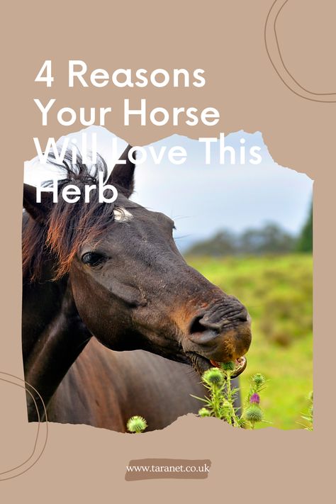 Herbs For Horses, Daily Horse Care Routine, Essential Oils For Horses, How To Take Care Of Horses, How To Take Care Of A Horse, Veterinary Surgeon, Natural Pet Care, Complementary Medicine, Basil Essential Oil