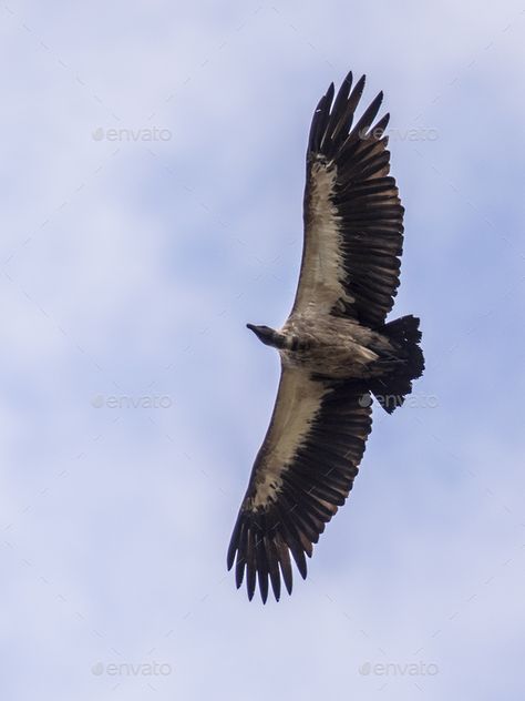 Flying White backed vulture by CreativeNature_nl. White-backed vulture (Gyps africanus) in flight against clouded sky #Affiliate #vulture, #CreativeNature_nl, #backed, #Flying Vulture Flying, Colorful Creatures, St Bridget, Big Birds, Inktober 2024, Indian Illustration, Favorite Animals, Wings Design, Animal Facts