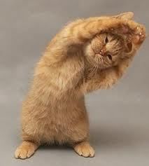 Yoga Humor, Cat Stretching, Poses Yoga, Cat Exercise, Cat Yoga, Image Chat, Yoga Benefits, Funny Animal Pictures, 귀여운 동물