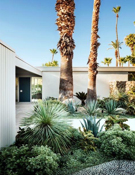 Steven Harris Architects | Palm Springs Residence | Photo by Scott Frances Palm Springs Front Yard, Palm Springs Landscape, Palm Springs Landscaping, Palm Springs Garden, Hampton Garden, Tropical Backyard, Palm Springs Style, Dry Garden, Casa Exterior