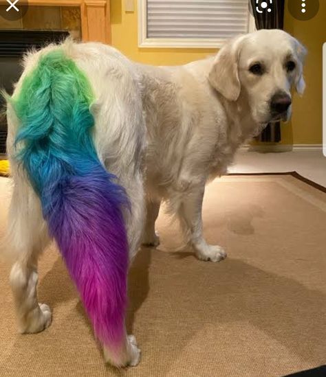 Dog Hair Dye Ideas, Dog Hair Dye, Red Hair Dye, Dog Dye, Dog Grooming Styles, Creative Grooming, Hair Dye Ideas, Dog Haircuts, Fancy Dog