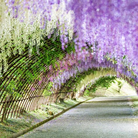 Wisteria Tunnel, Rainbow Eucalyptus Tree, Jade Vine, Rainbow Eucalyptus, Singapore Botanic Gardens, Lotus Plant, Eucalyptus Trees, Orchid Show, Desert Botanical Garden