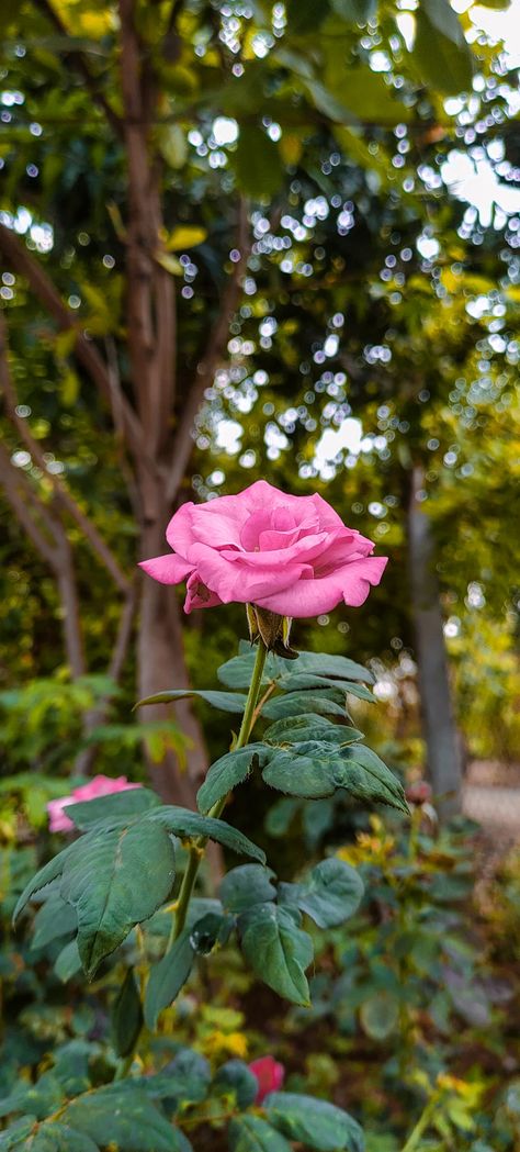 Flowers For Instagram Story, Roses Pictures Instagram, Rose Snaps Snapchat, Snapchat Flowers Pics, Flower Snaps Snapchat, Flower Snapchat Story, Flowers Snapchat Story, Flower Aesthetic Instagram Story, Garden Snap