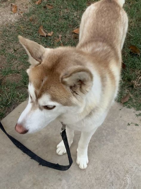 Brown Siberian Husky, Brown Husky, Husky Puppies For Sale, Husky Breeds, Husky Puppies, Dogs Breeds, Siberian Husky Puppies, Siberian Huskies, Wolf Girl