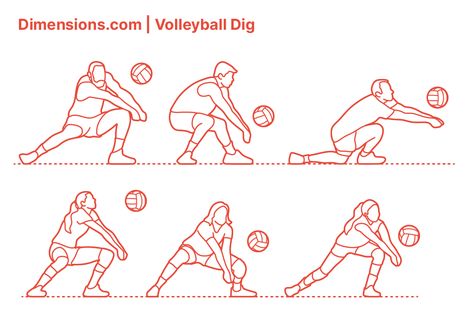 A Volleyball Dig is performed to prevent the ball from touching the court after a Spike or Attack, usually a ball that is almost touching the ground. In many ways, a Dig is similar to Passing or Bumping, and like a Pass, the arm position stays the same. Downloads online #sports #volleyball Volley Ball Poses Drawing, Volleyball Spike Pose Reference, Volleyball Positions On Court, Volleyball History, Volleyball Dig, Volleyball Drawing, Volleyball Images, Volleyball Positions, Sports Volleyball