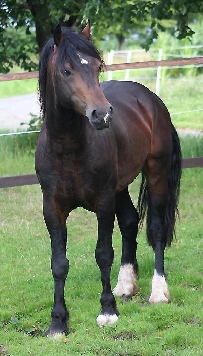 Welsh Pony And Cob, Connemara Pony, Horse Markings, Beautiful Horses Photography, Pony Breeds, Welsh Pony, Bay Horse, Cute Ponies, Horse Boarding