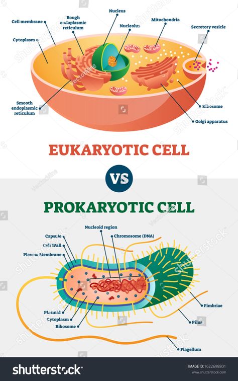 Eukaryotic vs Prokaryotic cells, educational biology vector illustration diagram. Microbiology scheme with cell type examples. Cell membranes, cytoplasm, chromosomes, ribosomes and various organelles. #Ad , #SPONSORED, #illustration#vector#Microbiology#diagram Prokaryotes Vs Eukaryotes, Biochemistry Notes, Biology Diagrams, Cell Diagram, Prokaryotic Cell, Science Cells, Cells Worksheet, Cells Project, Cell Organelles