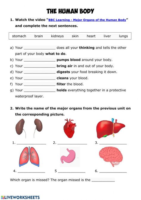 Human body online activity for Grade 3. You can do the exercises online or download the worksheet as pdf. Grade 4 Health Lessons, My Body Worksheet For Grade 2, 3rd Science Worksheet, Our Body Worksheet Grade 2, Internal And External Organs Worksheet, 3rd Grade Health Worksheets, The Human Body Worksheets, Human Body Systems Worksheets, Body Systems Worksheets Free Printable