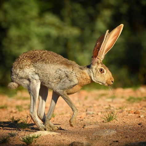 Animal Reference Photos Action Poses, Hare Pictures, Animal T Shirt, Hare Rabbit, Wallpapers Beautiful, Tattoo Nature, Jack Rabbit, Interesting Animals, Nature Wildlife