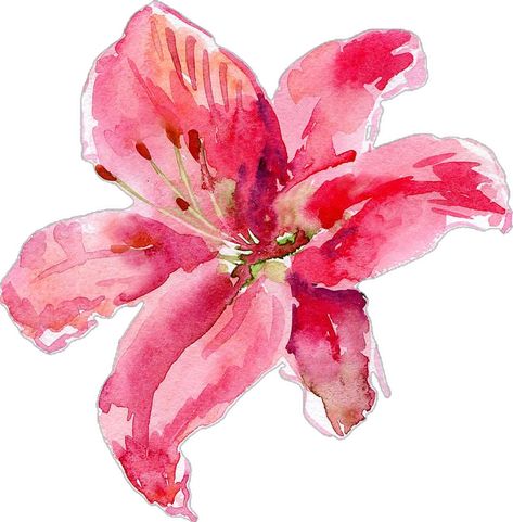 Pink Asthetics Wallpaper, Watercolor Templates, Lily Drawing, Watercolor Lily, Lilies Drawing, Watercolor Flower Background, Botanical Flower Art, Lily Painting, Watercolor Designs