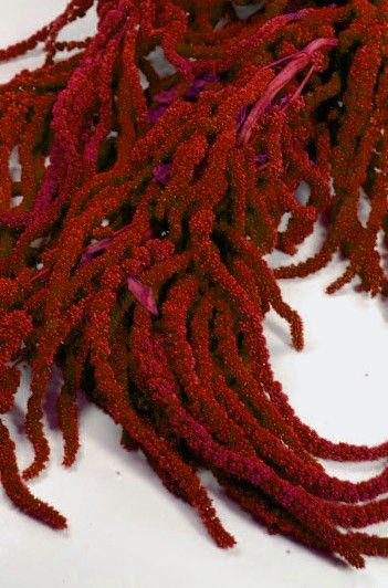 Red preserved hanging natural Tuscany Amaranthus Red Amaranthus, Hanging Amaranthus, Red Centerpieces, Floral Design Classes, Rock Garden Plants, Rare Orchids, Flower Guide, Flower Lover, Flower Bouquet Wedding