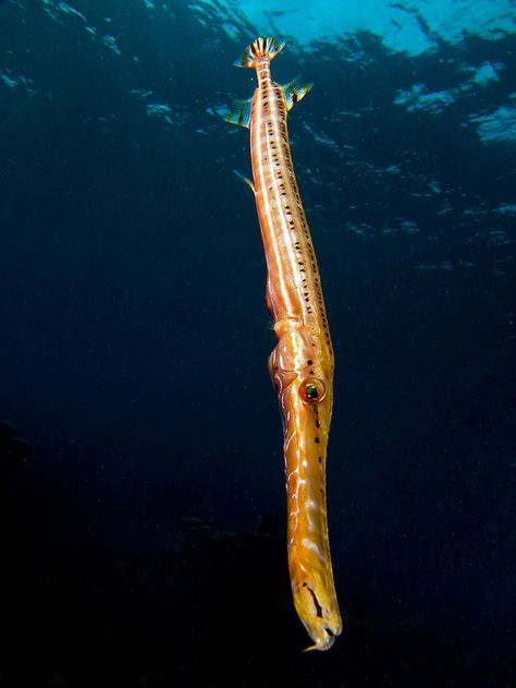 Trumpet fish Trumpet Fish, Tropical Fish Photography, Humuhumunukunukuapuaa Fish, Tropical Fish Aesthetic, Fish In The Ocean Underwater, Salt Water Fish, Underwater Photographer, Life Aquatic, Cool Fish