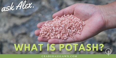 Learn what potash is and what it's good for. Potash Fertilizer, Potassium Chloride, Weeds In Lawn, Lawn Fertilizer, Healthy Lawn, Soil Testing, Sandy Soil, What To Use, Clay Soil