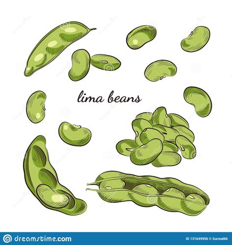 Chickpea Drawing, Lima Bean Tattoo, Bean Tattoo Ideas, Bean Tatoos, Bean Drawing, Bean Stalk Drawing, Beans Drawing Cute, Bean Drawing Cute, Bean Illustration