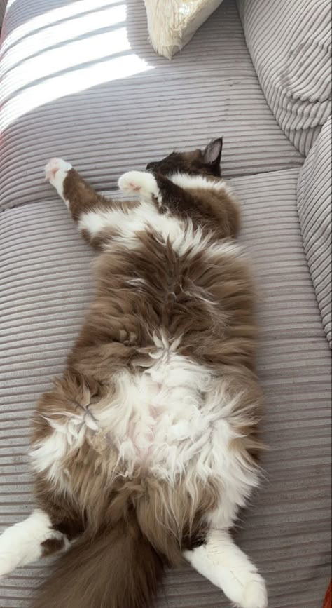 Brown And White Cat Aesthetic, Icebound Meredith Trapp, Brown And White Ragdoll Cat, Aesthetic Ragdoll Cat, Brown Ragdoll Kitten, Cinnamon Ragdoll Cat, Brown Ragdoll Cat, Ragdoll Cat Aesthetic, White And Brown Cat