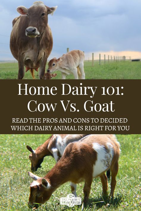 Home Dairy 101: Cow vs. Goat (learn the pros and cons to owning either dairy cows or dairy goats) Goat Milk Vs Cow Milk, Caring For Cows, Homestead Compound, Goat Milking Parlor, Milk Parlor, Raising Cows, Homestead Plans, Homestead Livestock, Homestead Tips