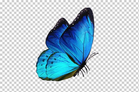 Blue Morpho Butterfly Tattoo, Morpho Butterfly Tattoo, Blue Butterfly Png, Morpho Azul, Butterfly Png, Blue Morpho Butterfly, Morpho Butterfly, Blue Morpho, Blue Beetle