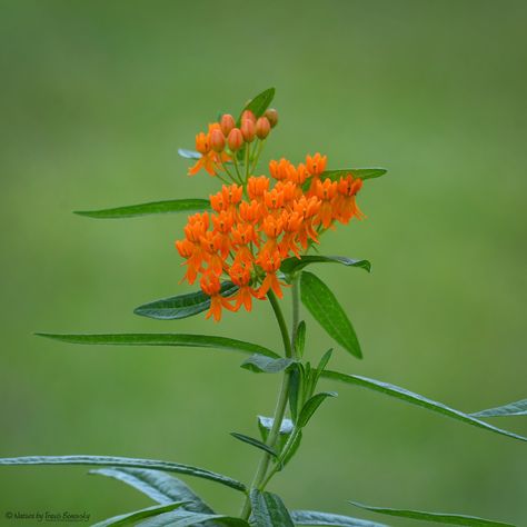 Butterfly Weed (Asclepias tuberosa) | In my native gardens. … | Flickr Native Gardens, Asclepias Tuberosa, Tattoo Flowers, Native Garden, Flower Tattoos, Anger, Bugs, Collage, Tattoos