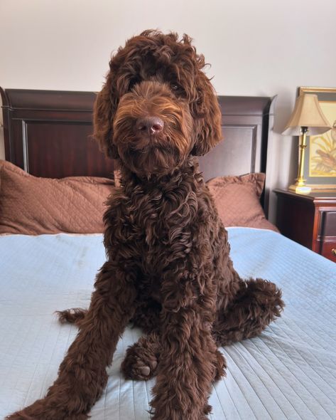 Bogie with his big boy groom 😍. Our chocolate Goldendoodles will always hold a special place in my heart. #chocolategoldendoodle #goldendoodlesoftexas #standardgoldendoodle #goldendoodlebreeder #gana #goldendoodlepuppy #doodletales #bestwoof #fallvibes Chocolate Doodle Dogs, Big Goldendoodle, Great Danoodle, Chocolate Doodle, Chocolate Goldendoodle, Brown Poodle, Standard Goldendoodle, Goldendoodle Breeders, Doodle Dogs