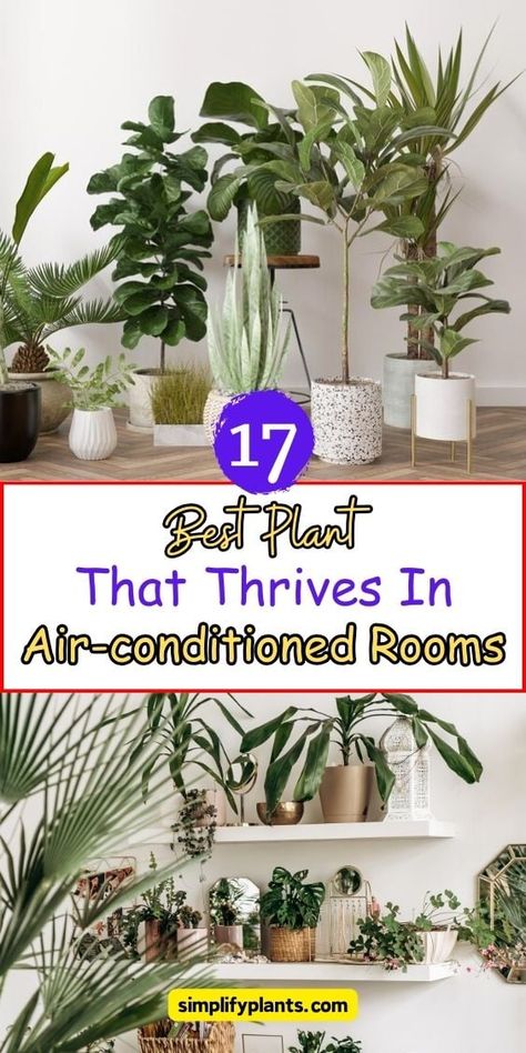 17 Best Plant That Thrives In Air-conditioned Rooms Types Of House Plants, Plant Parenting, Peace Lilies, Natural Mosquito Repellant, Snake Plants, Houseplant Care, Plant Care Tips, Plant Parent, Plant Hacks