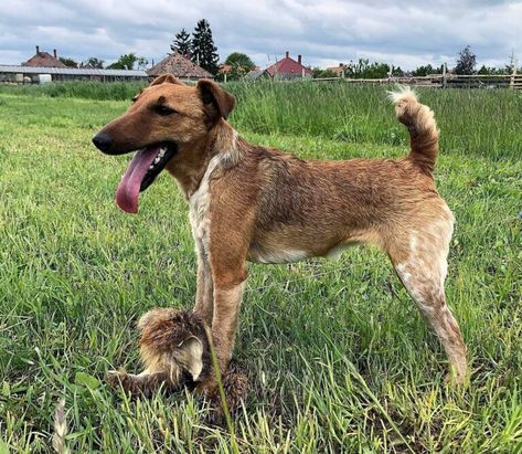 Smooth fox terrier Smooth Fox Terriers, Fox Terrier, Woodland Creatures, Hunting Dogs, Working Dogs, Otters, Dog Breeds, Dogs And Puppies, Dog Lovers