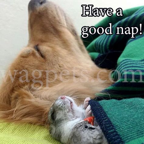 Have a good nap! Hamsters As Pets, Unlikely Friends, Golden Retriever Mix, Animals Friendship, Unusual Animals, Cute Hamsters, Airedale Terrier, Golden Retrievers, Cute Kittens