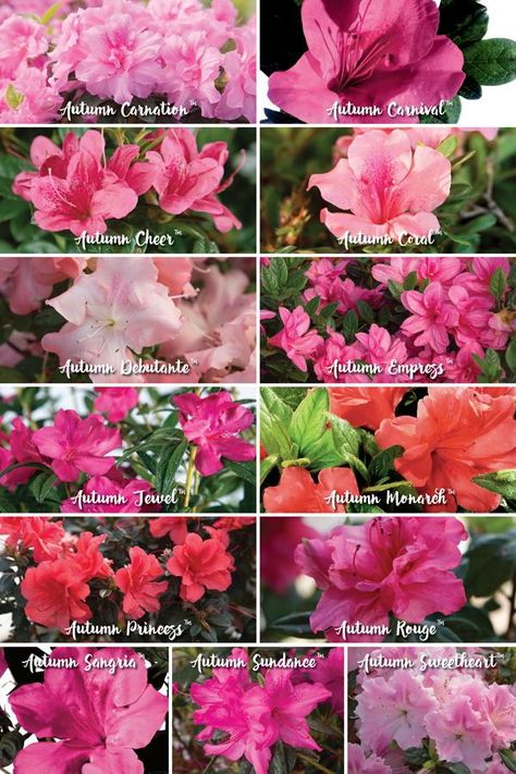 For a traditional look, there is nothing like a pink azalea to add classic color to the landscape. See expert advice from Norman Winter on choosing the right color palette! #rebloomingazaleas #colorinthegarden #gardendesign #gardenadvice Pink Flowers Garden Landscapes, Azaleas Landscaping, Azaleas Care, Encore Azaleas, Azalea Garden, Azalea Color, Azalea Bush, Azaleas Garden, Garden Areas